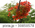花 フラワー お花 30850578