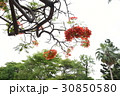 花 フラワー お花 30850580