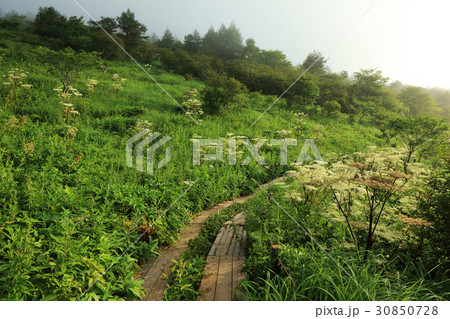 初夏の八島ヶ原湿原 初夏の八島ヶ原湿原 30850728
