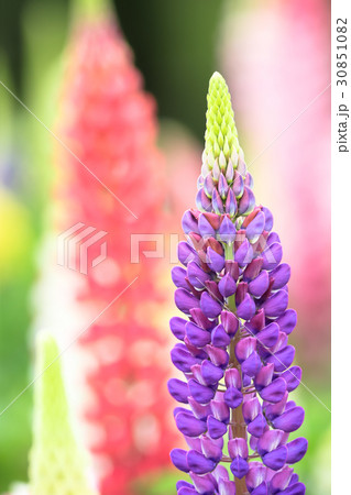 ルピナス ルピナス 30851082