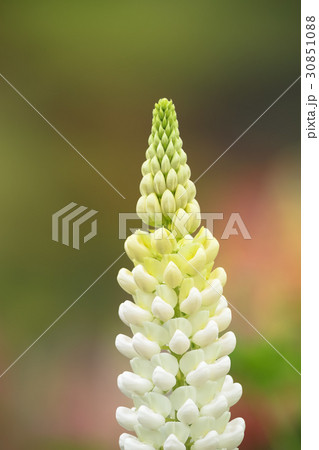 ルピナス ルピナス 30851088