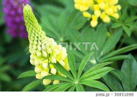 ルピナス ルピナス 30851090