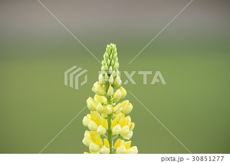 ルピナス ルピナス 30851277