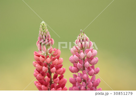 ルピナス ルピナス 30851279