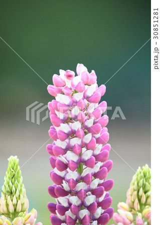 ルピナス 30851281