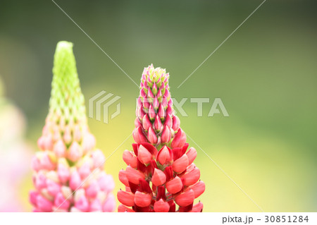 ルピナス(横) ルピナス(横) 30851284