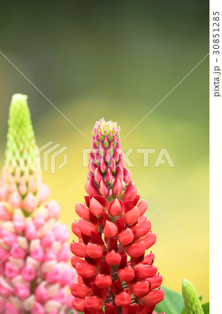 ルピナス（縦） 30851285