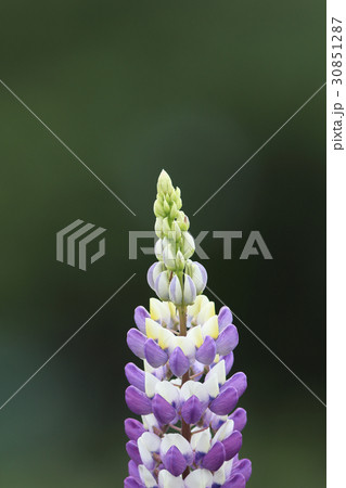 ルピナス（縦） 30851287