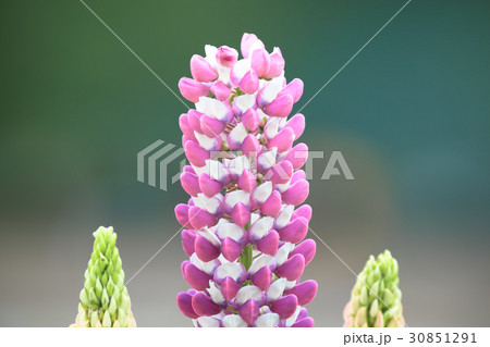 ルピナス 30851291