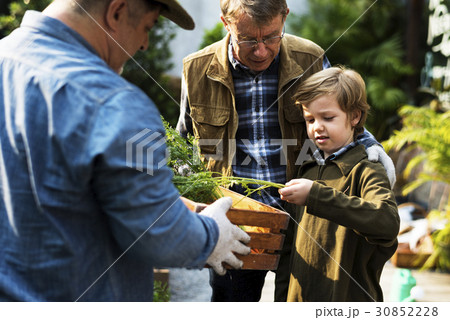 Little Boy Hands Holding Fresh Harvest Carrots 30852228