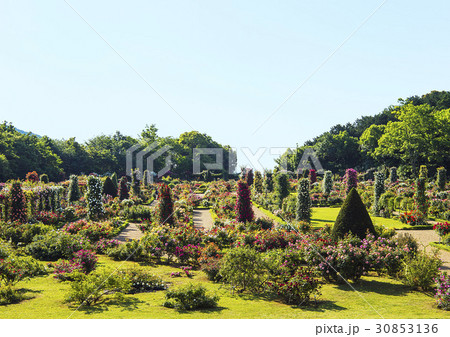 バラ園 30853136