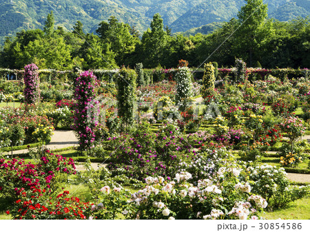 バラ園 30854586