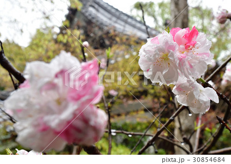 赤山禅院 源平桃 赤山禅院 源平桃 30854684