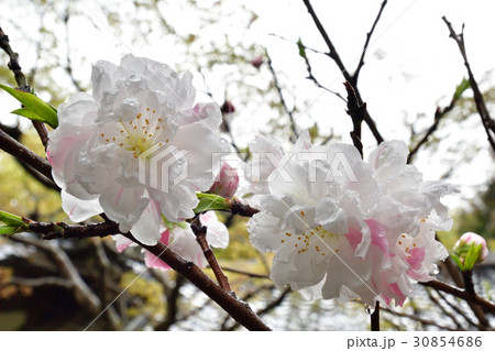赤山禅院 源平桃 赤山禅院 源平桃 30854686