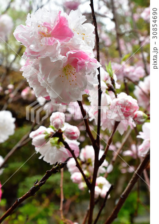 赤山禅院　源平桃 30854690