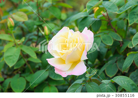 ピンクのバラ 30855116