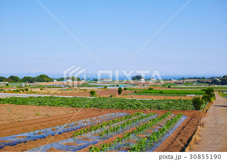 三浦の畑と農道が見える風景 三浦の畑と農道が見える風景 30855190