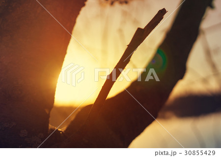 Tree on the background of sunset sky 30855429