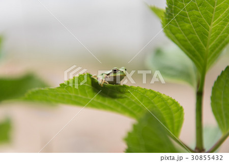 葉っぱの上にいるカエル 30855432
