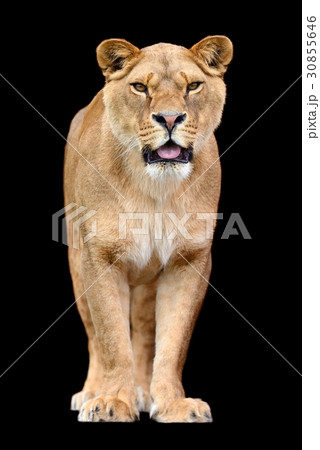 Lion on black background 30855646