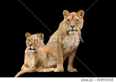 Lion on black background 30855648