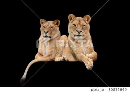 Lion on black background 30855649