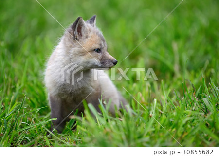 Baby silver fox 30855682