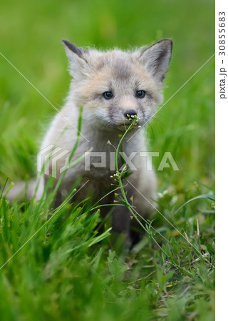 Baby silver fox Baby silver fox 30855683