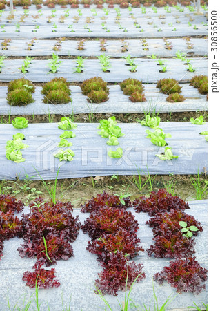 Organic vegetables in the garden 30856500