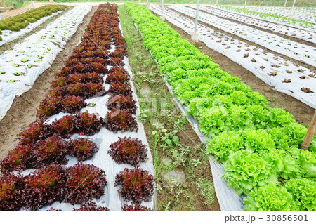 Organic vegetables in the garden Organic vegetables in the garden 30856501