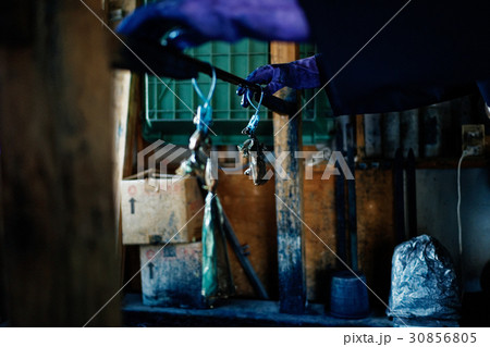 藍染　染料 30856805