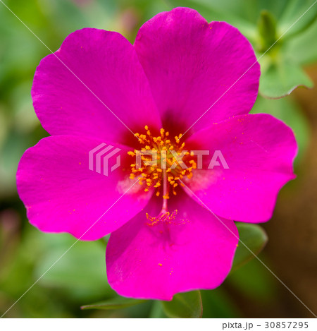 beautiful pink  Rosemoss blooming 30857295