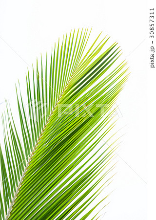 Palm leaf isolated on white 30857311