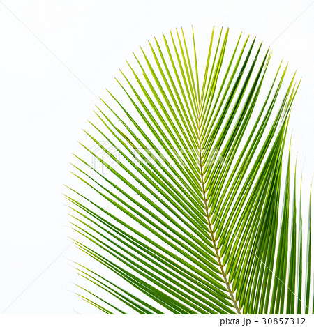 Palm leaf isolated on white 30857312