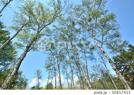 春の白樺と宿り木 春の白樺と宿り木 30857435