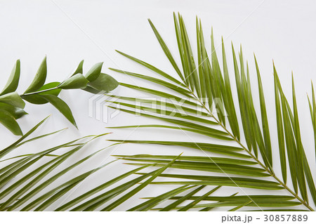 Green leaves border with copy space 30857889