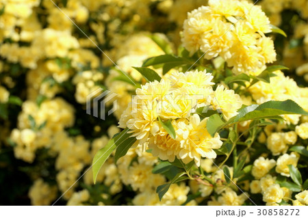 モッコウバラ 30858272