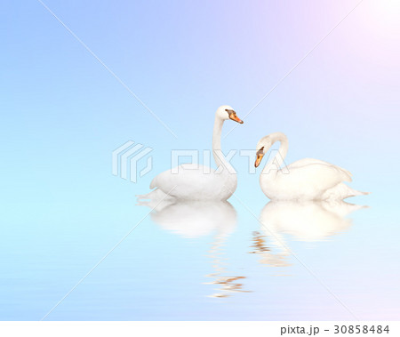 Two mute swans on blue water Two mute swans on blue water 30858484