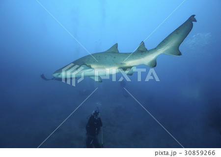 シロワニを見るダイバー シロワニを見るダイバー 30859266