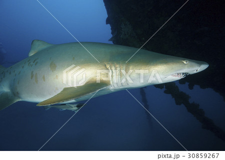 沈船の前を泳ぐシロワニ 30859267