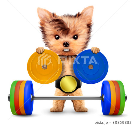 Funny dog training with barbell in sport gym 30859882