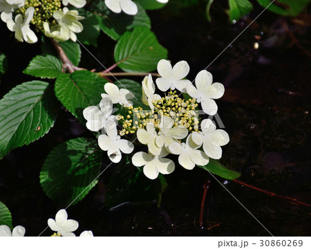ヤブデマリの新緑の葉の上に花と蕾の影 30860269