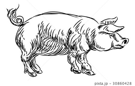 Pig Pork Food Grunge Style Hand Drawn Icon Pig Pork Food Grunge Style Hand Drawn Icon 30860428