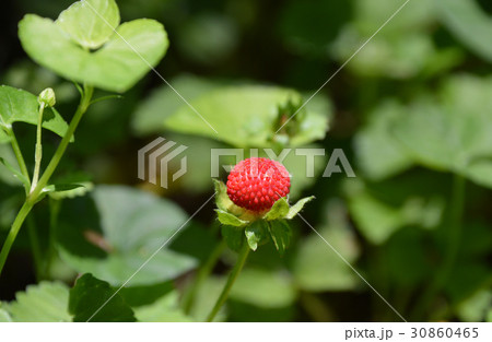 ヘビイチゴ（蛇苺） 30860465