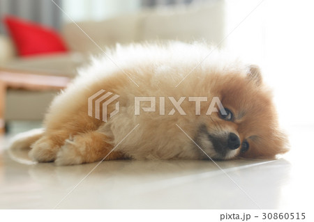 fluffy brown pomeranian cute dog small pet 30860515