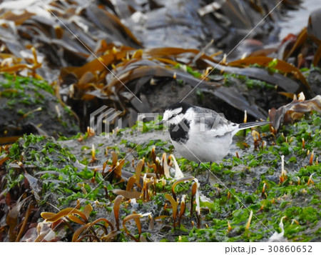 ハクセキレイ 30860652