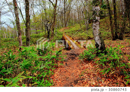 春の八千穂高原遊歩道 30860743