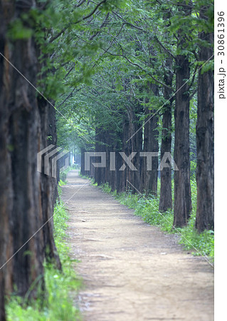 公園 木道 並木道 30861396