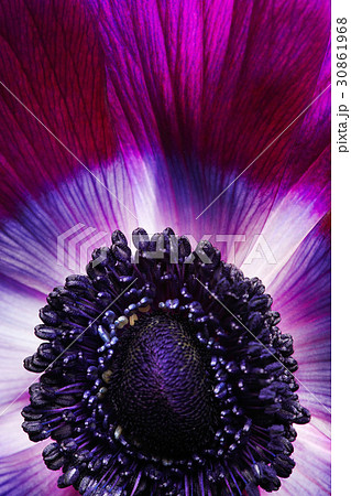 花 花芯 植物 30861968