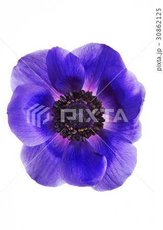 花 風花 見よ 30862125